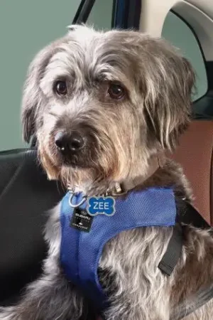 Subaru OEM Pet Harness Medium Markdown